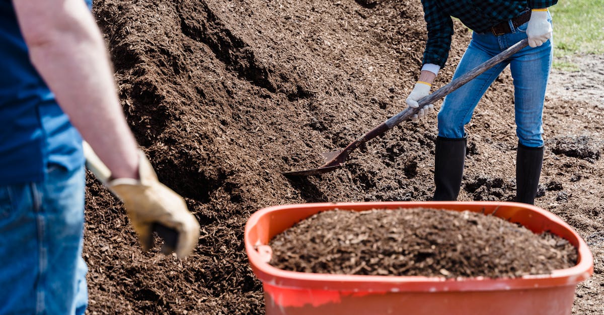Les principes du jardinage durable pour un écosystème florissant