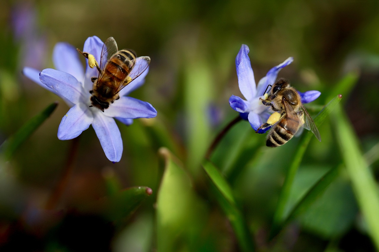 Biodiversité jardin : comment favoriser la vie et l’équilibre naturel dans votre espace vert