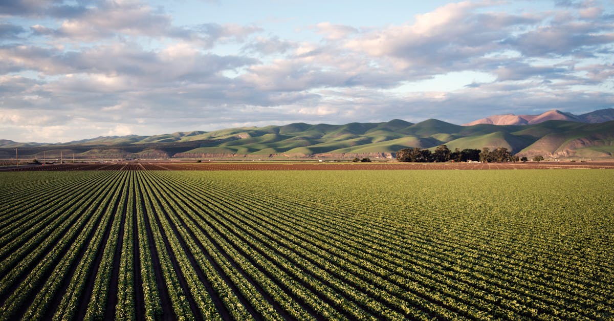 L’importance d’adapter l’agriculture face au changement climatique : pourquoi il est urgent d’introduire de nouvelles cultures et d’oser innover.