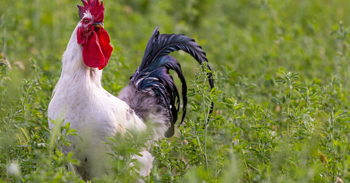 Comment le changement climatique impacte-t-il la biodiversité ?