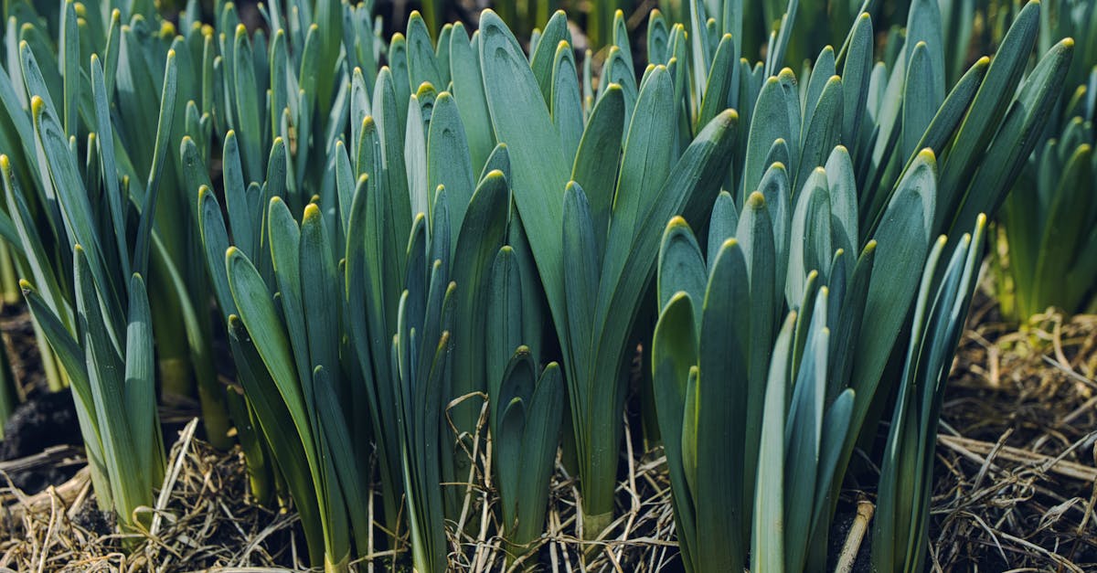 Les jonquilles en avance : un « faux printemps » qui désoriente-t-il la nature ?