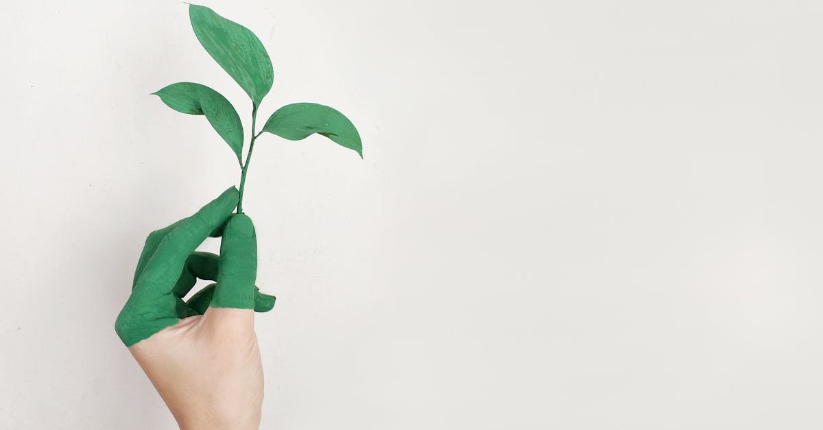 Préservation de la nature : des actions concrètes pour un avenir durable