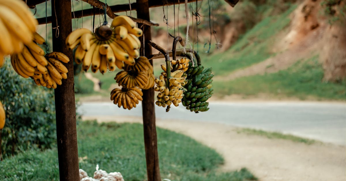 Agriculture durable : les clés pour une production respectueuse de l’environnement