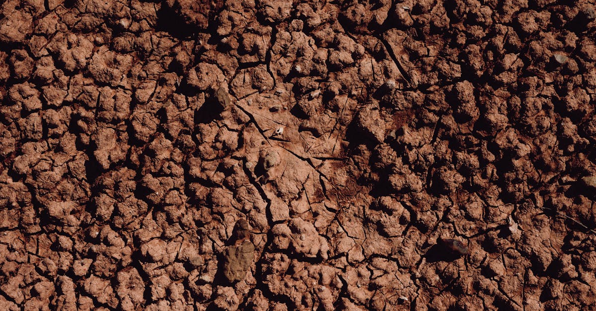 En Afrique subsaharienne, la dégradation des sols compromet les récoltes de maïs autant que le changement climatique