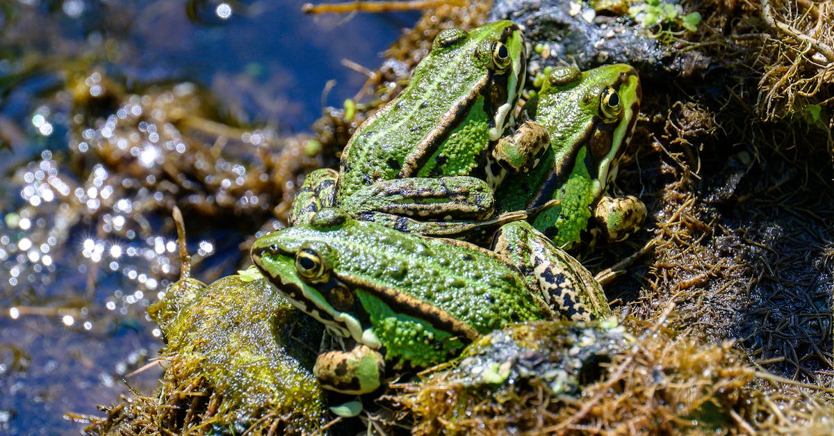 Réglez vos ondes sur Fréquence Grenouille ce samedi à Savigny-en-Véron !