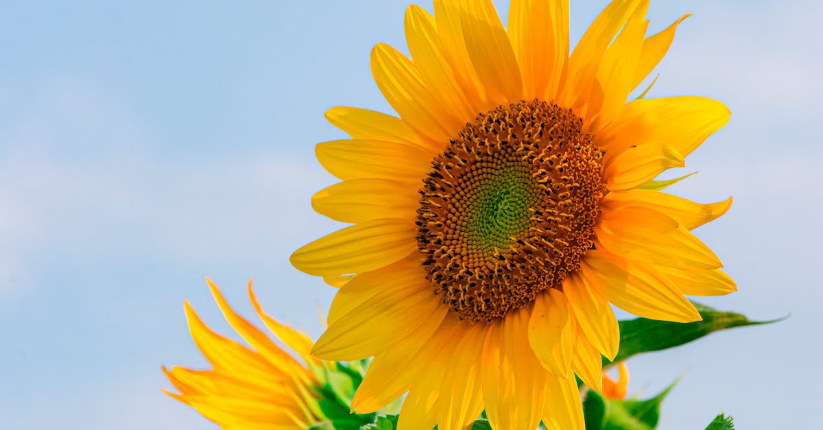 Comprendre le rôle des pollinisateurs dans notre écosystème