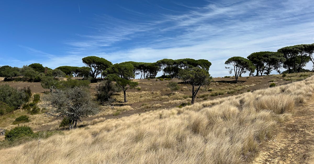 Conférence climatique en Éthiopie : l’Afrique trace la voie vers un modèle de développement durable pour la planète
