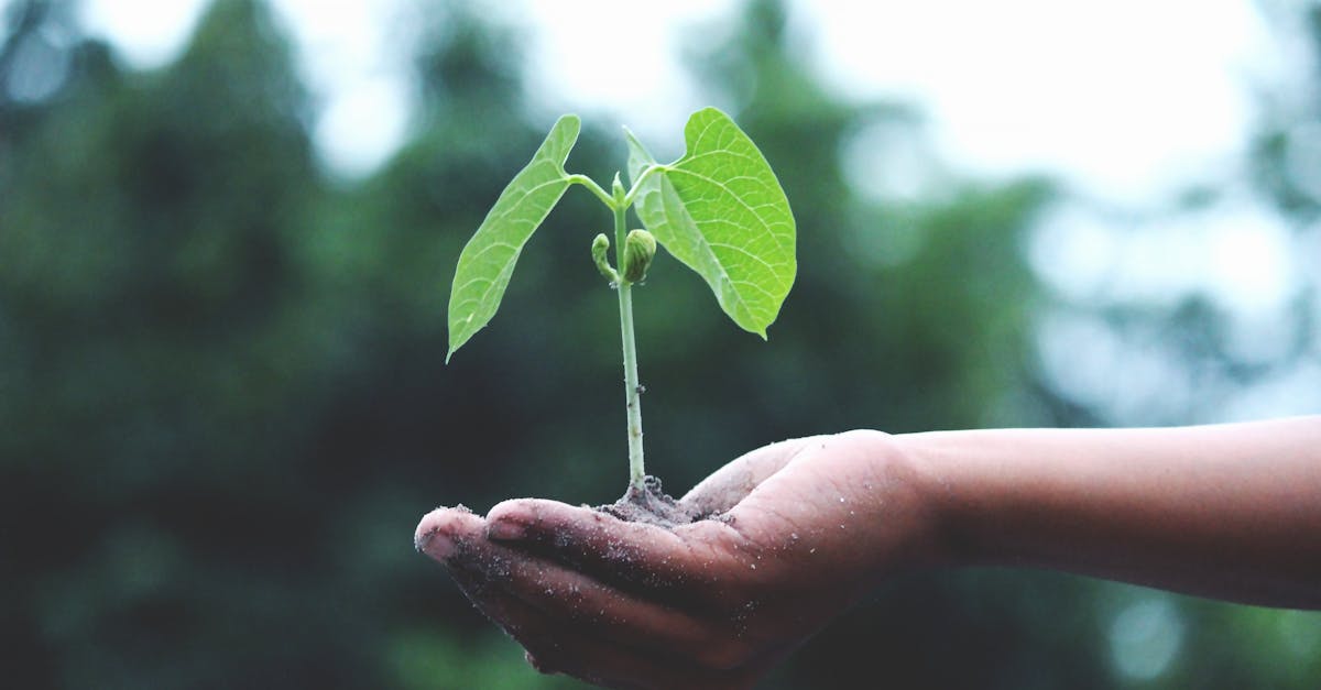Les projets de reforestation comme solution au changement climatique