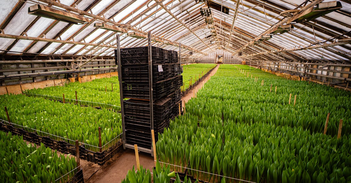 « On nous prenait pour des fous » : comment ces Bretons cultivent la vanille en pleine France