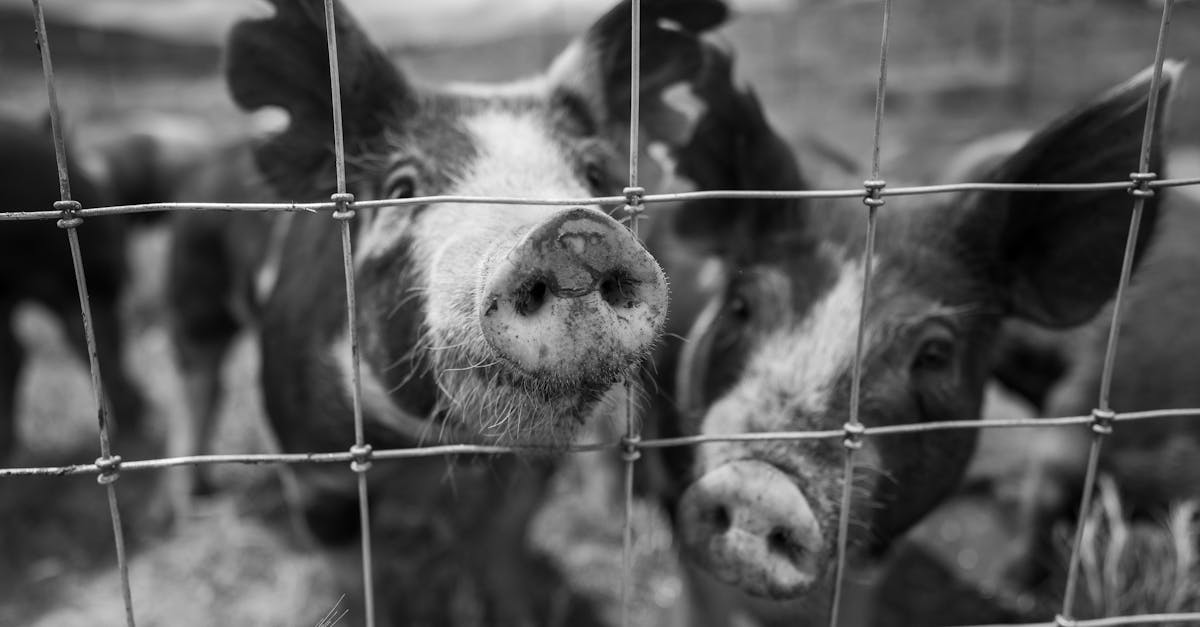 Nice : une tête de cochon laissée devant le domicile de Christian Estrosi, une enquête a été lancée