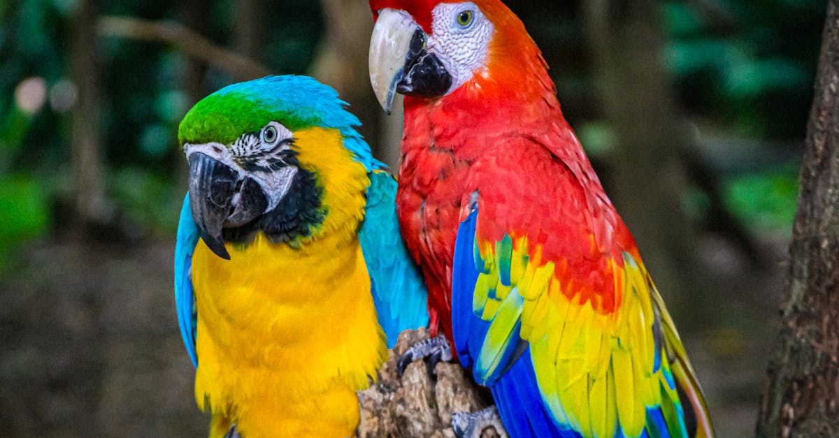 Réserve naturelle : Découvrez la biodiversité préservée au cœur de notre environnement