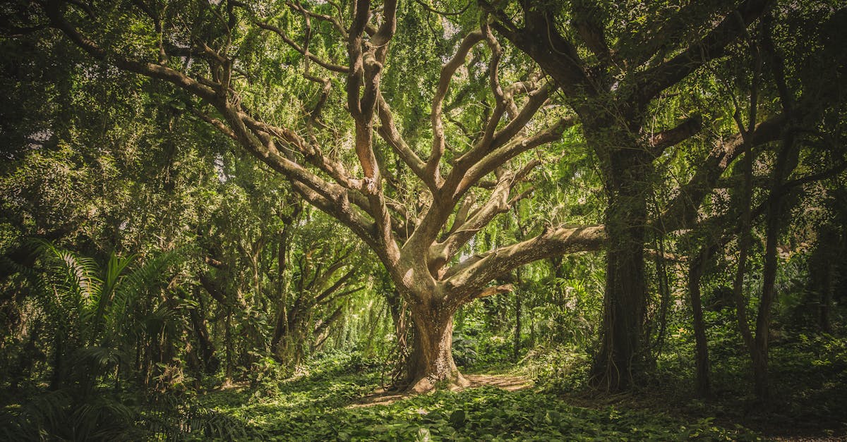 DIALOGUE. « L’illusion des forêts : un soutien insuffisant face aux émissions de CO2 »