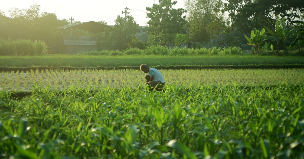 Vers une agriculture durable : le virage écologique en action