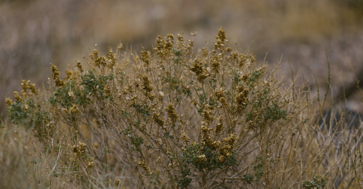 Des stratégies pour mieux s’adapter au changement climatique