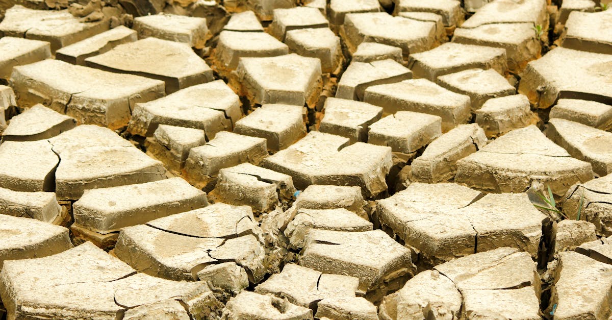 Le réchauffement climatique : une menace pour notre précieux chocolat ?