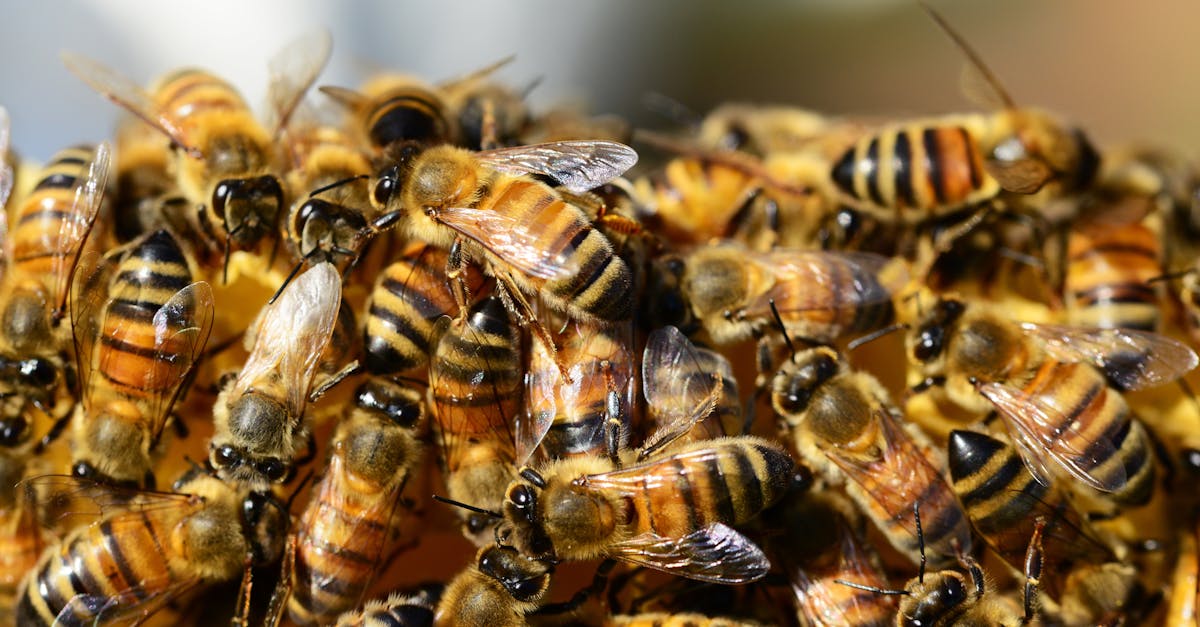 Réinventer notre assiette : l’élevage d’insectes en France, entre promesses révolutionnaires et défis réels