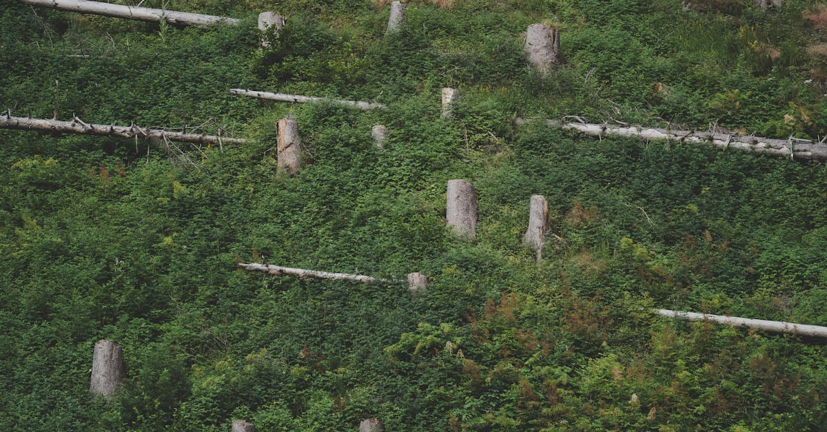 La Vraie-Croix se mobilise : des arbres plantés pour combattre le changement climatique