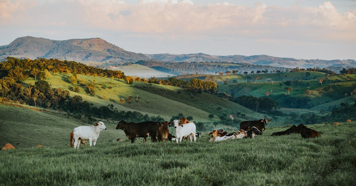 Les principes de l’agroécologie