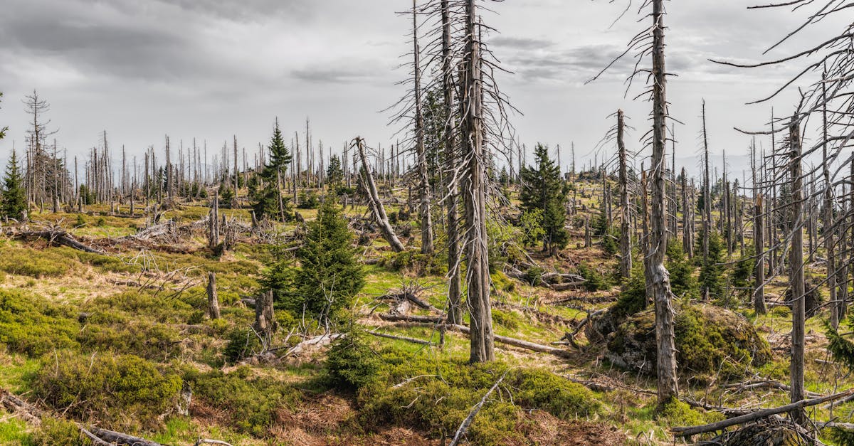 Climat en mutation et El Niño : les scientifiques anticipent une année d’une intensité exceptionnelle