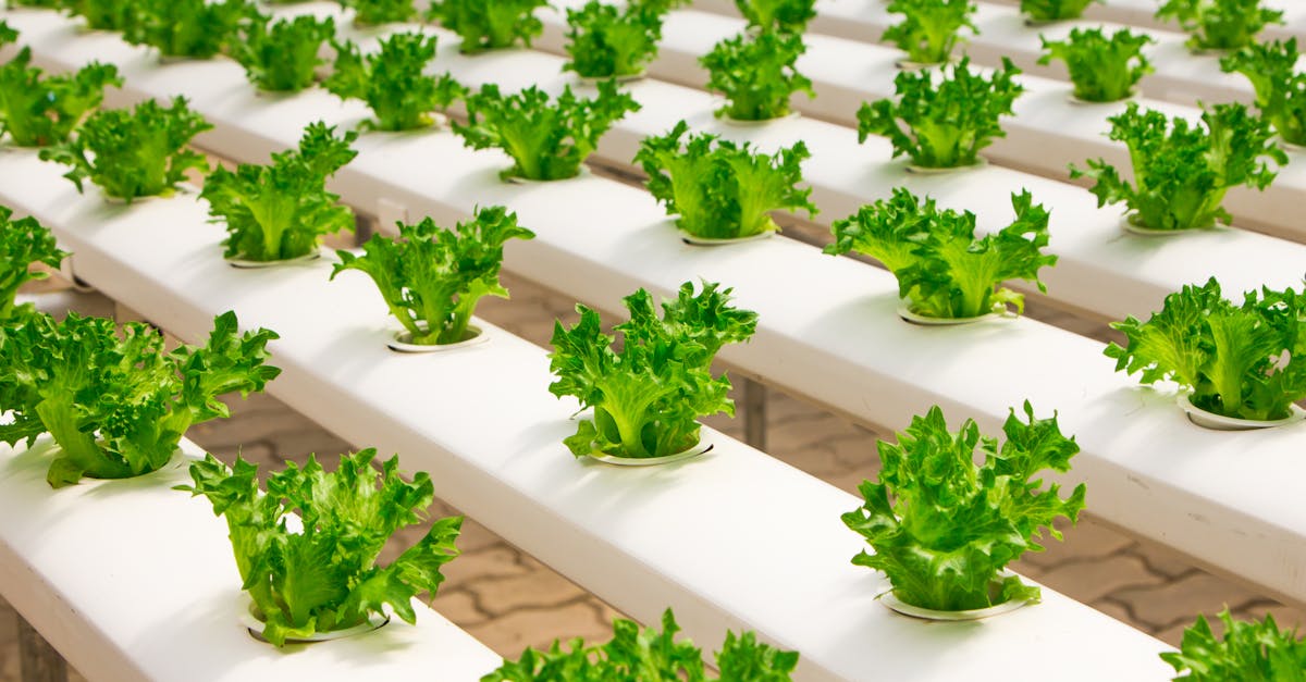 Les 19 innovations écologiques les plus étonnantes qui changent notre monde