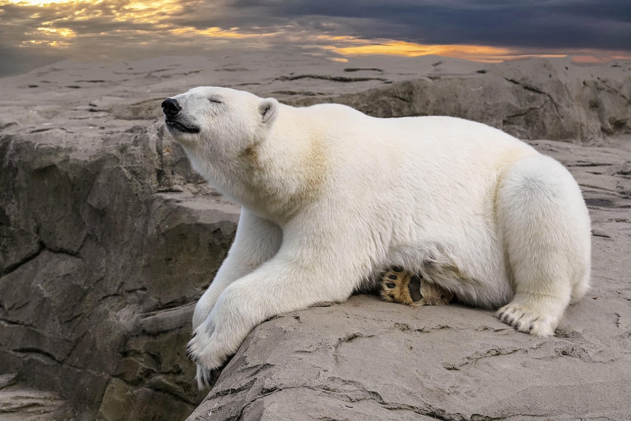 Climat et biodiversité : les conséquences du retrait des États-Unis des principales organisations internationales