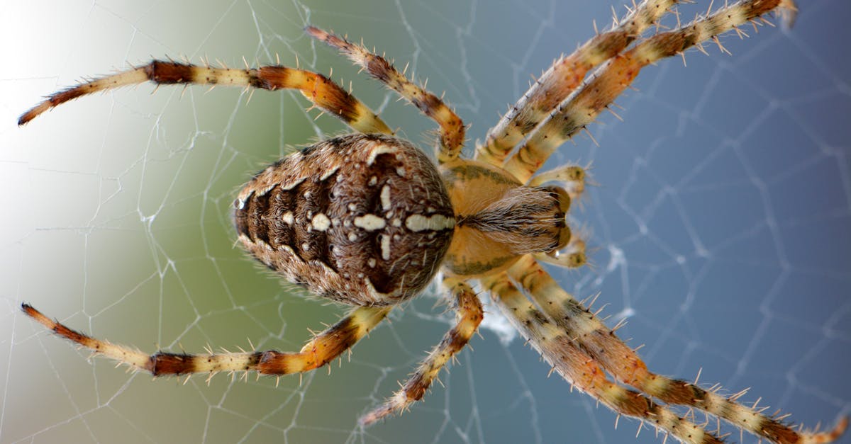 Podcast : Les insectes, témoins du changement climatique