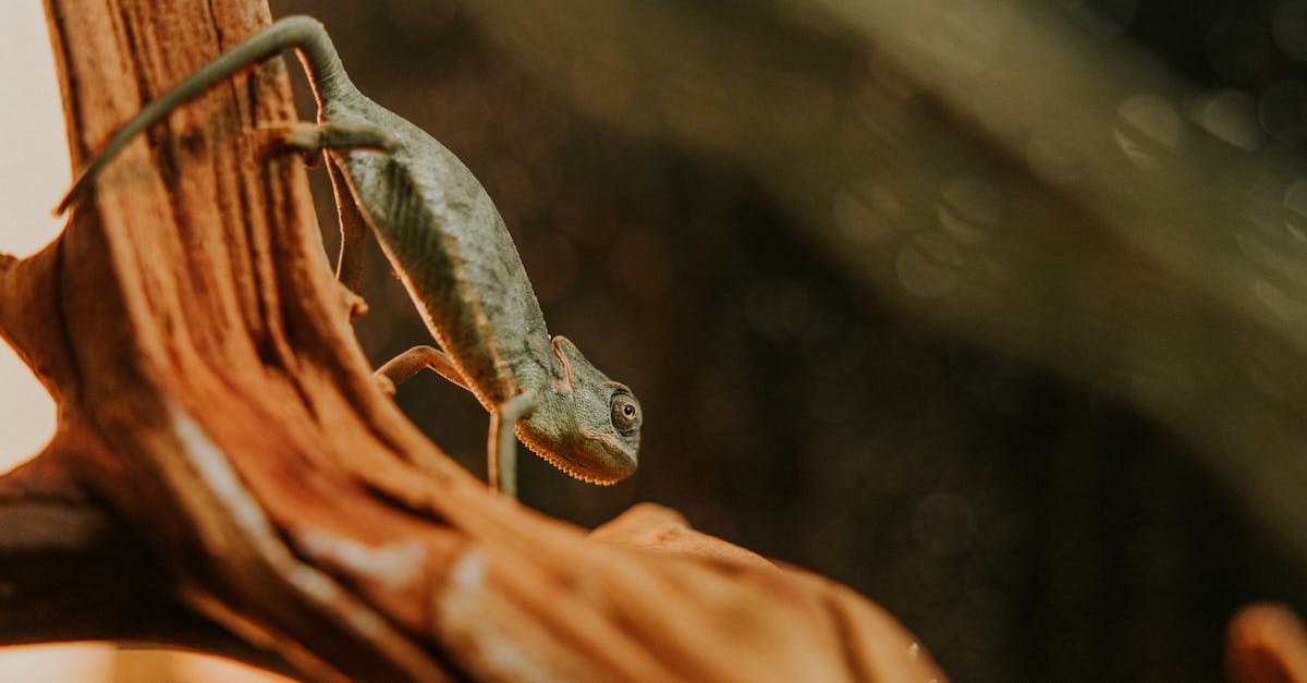 Comprendre l’adaptation aux changements climatiques : enjeux et solutions