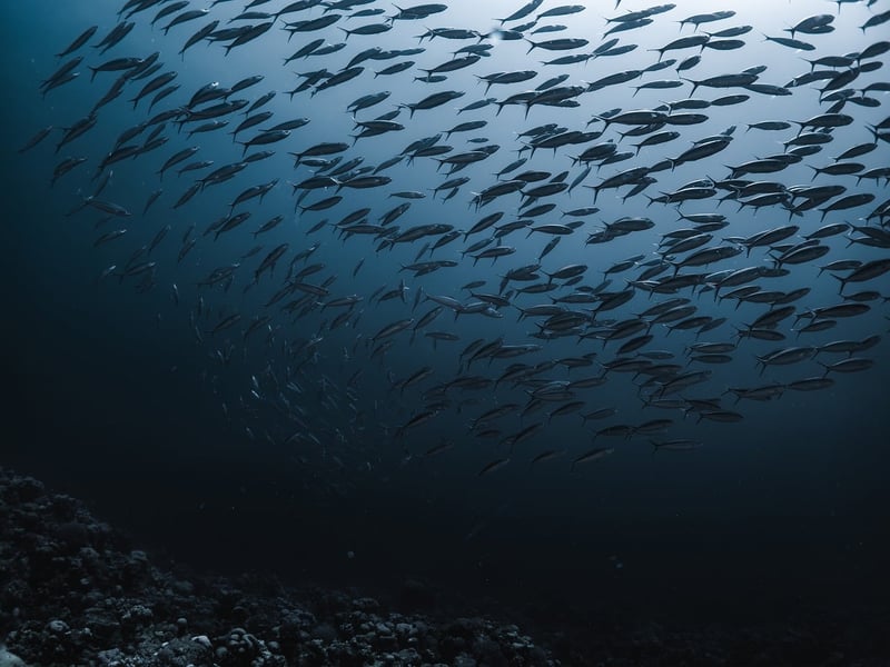 Impact changement climatique biodiversité marine : l'alerte qui monte