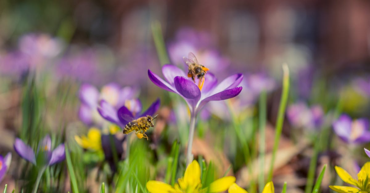 Les plantes pollinisatrices : essentielles pour la biodiversité et la production alimentaire