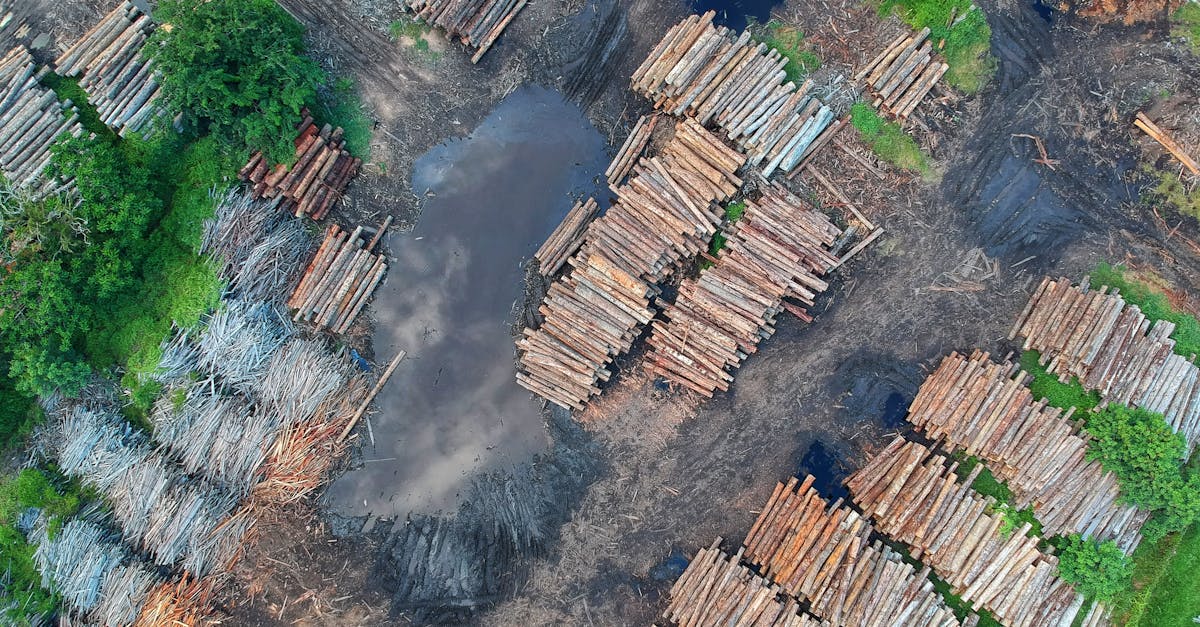 découvrez les enjeux de la déforestation, ses impacts sur l'environnement, la biodiversité et le changement climatique, ainsi que des solutions durables pour préserver nos forêts.