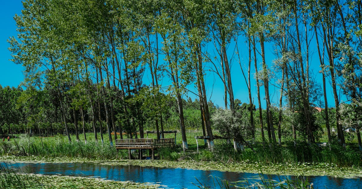 découvrez les méthodes et les enjeux de la restauration des écosystèmes forestiers, essentiels pour la biodiversité, le climat et la durabilité de notre planète. apprenez comment ces initiatives contribuent à la régénération naturelle et à la préservation de nos ressources.
