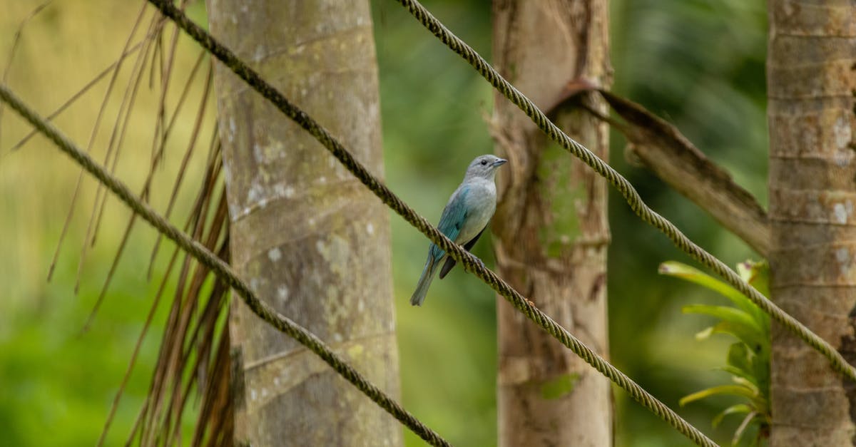 découvrez la classification des climats tropicaux, une analyse approfondie des différentes zones climatiques sous les tropiques, leur impact sur la biodiversité, l'agriculture et le mode de vie. informez-vous sur les caractéristiques, les variations et l'importance de ces climats pour notre planète.