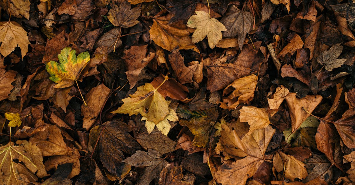 découvrez les enjeux et les solutions de la transition écologique, un processus essentiel pour un avenir durable. apprenez comment des initiatives vertes et des comportements responsables peuvent contribuer à la préservation de notre planète.