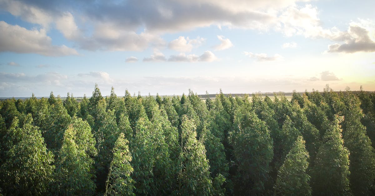 découvrez comment les écosystèmes durables préservent notre planète en favorisant l'équilibre entre la biodiversité, les ressources naturelles et les activités humaines. apprenez les pratiques clés pour contribuer à un avenir plus vert et résilient.