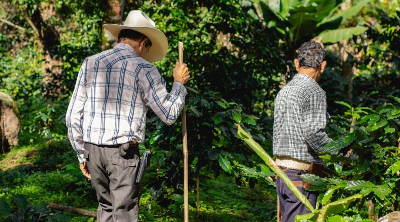 découvrez les principes de l'agriculture durable, une pratique respectueuse de l'environnement qui vise à produire des aliments de manière responsable tout en préservant les ressources naturelles. apprenez comment cette approche favorise la biodiversité, réduit l'usage d'intrants chimiques et améliore la santé des sols pour un avenir alimentaire durable.