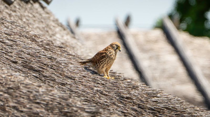 découvrez l'importance de la biodiversité pour notre planète. explorez les différentes espèces, leurs habitats et l'impact de leur préservation sur l'écosystème. engagez-vous pour un avenir durable en protégeant la richesse naturelle de notre monde.