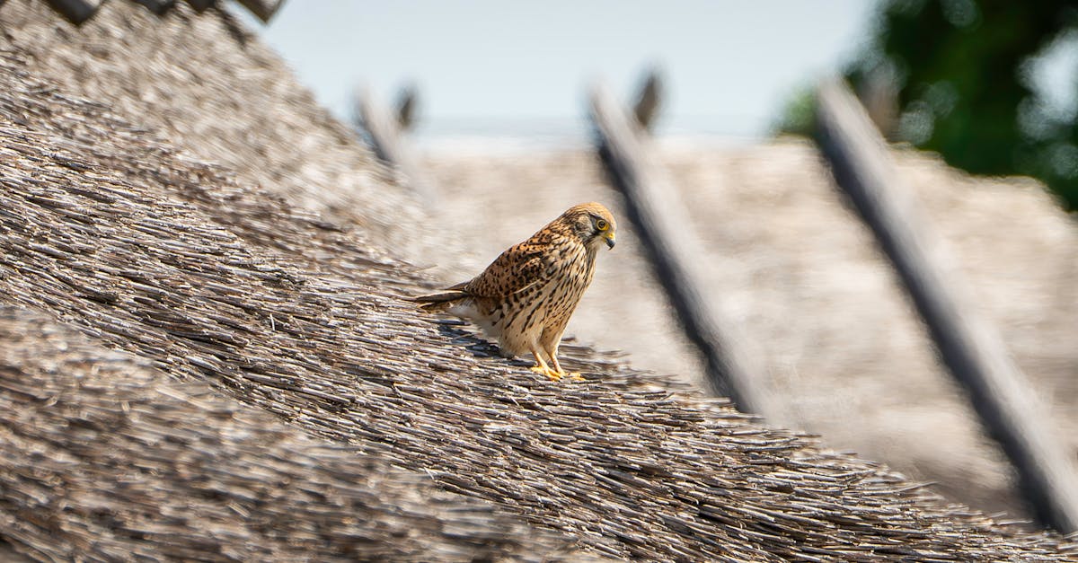 découvrez l'importance de la biodiversité pour notre planète. explorez les différentes espèces, leurs habitats et l'impact de leur préservation sur l'écosystème. engagez-vous pour un avenir durable en protégeant la richesse naturelle de notre monde.