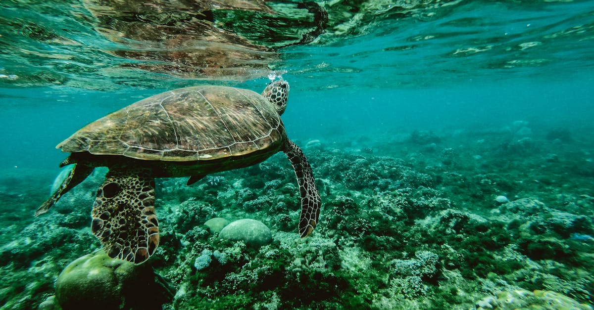 Les océans et le changement climatique : un lien vital