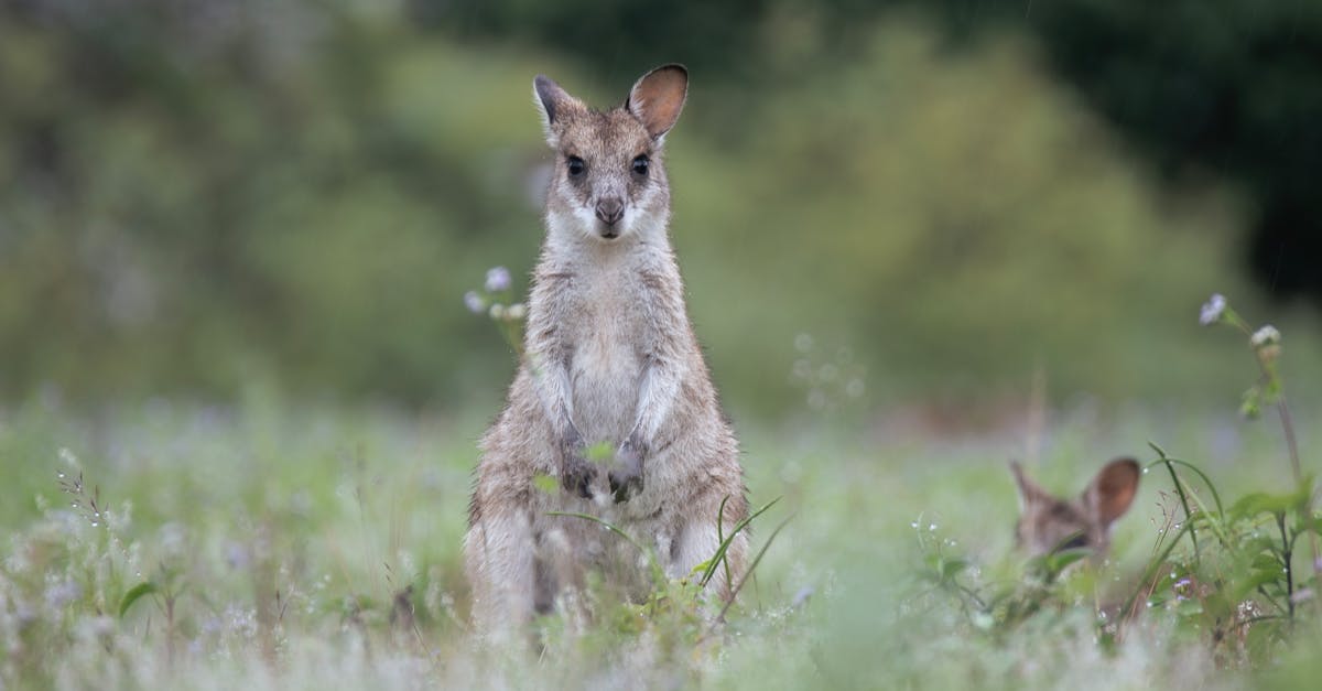 L’importance de la biodiversité dans l’écosystème