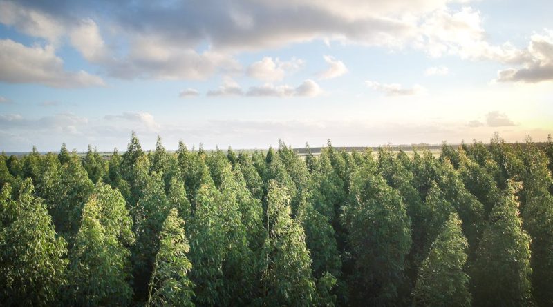 découvrez l'importance de la reforestation pour la planète. apprenez comment cette pratique essentielle contribue à la lutte contre le changement climatique, préserve la biodiversité et favorise des écosystèmes durables. engagez-vous aujourd'hui pour un avenir plus vert.