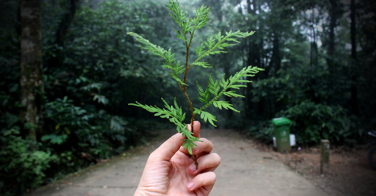 Qu’est-ce que l’écologie ? Une introduction au mouvement environnemental