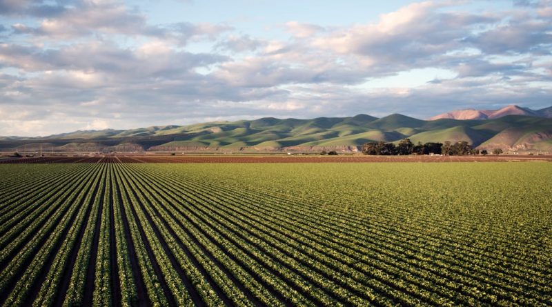 découvrez l'univers de l'agriculture : des pratiques durables aux innovations technologiques, explorez comment ce secteur vital façonne notre alimentation et préserve notre environnement.