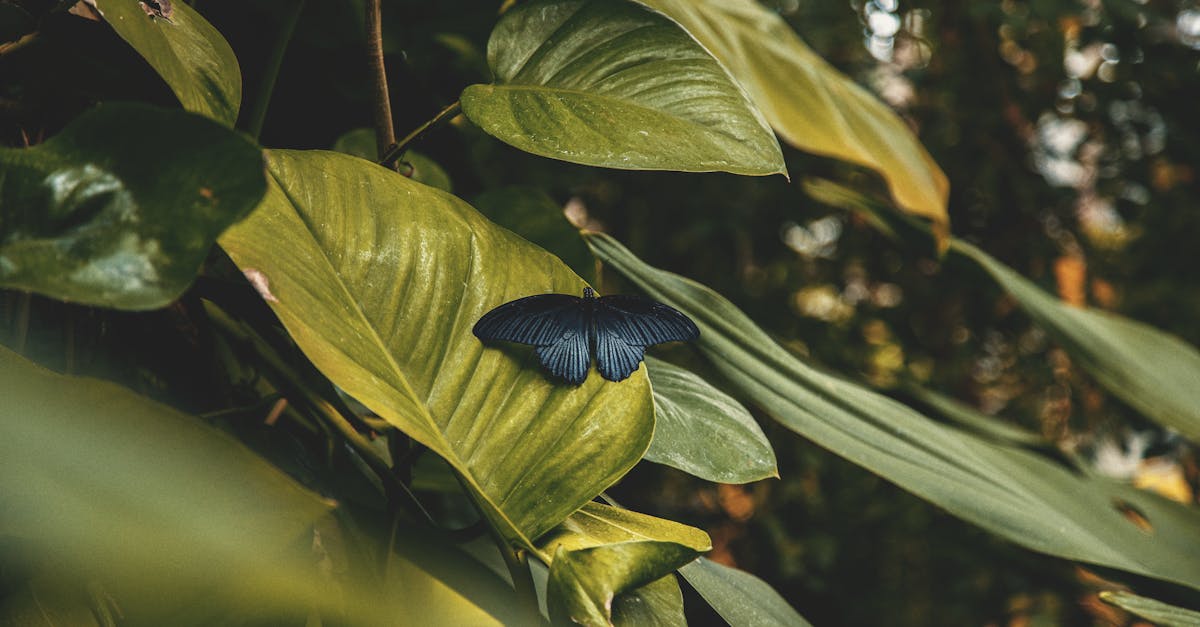 découvrez les enjeux et les étapes de la transition écologique, un processus essentiel pour préserver notre planète. apprenez comment les actions individuelles et collectives peuvent contribuer à un avenir durable et respectueux de l'environnement.