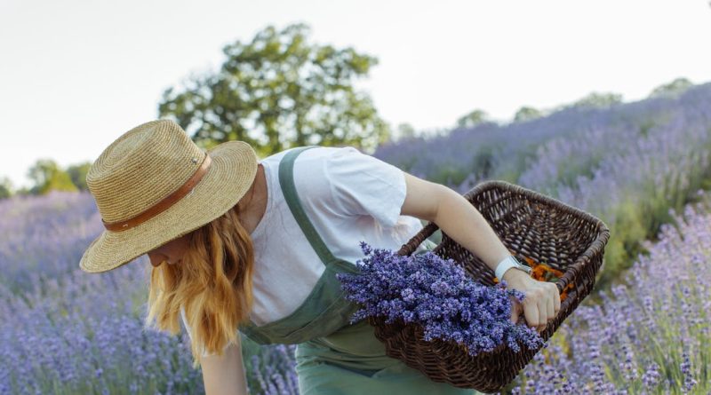 découvrez le monde fascinant des plantes aromatiques : leurs bienfaits, leurs usages en cuisine et en santé, ainsi que des conseils pour les cultiver chez vous. plongez dans l'univers des saveurs naturelles et des remèdes traditionnels.