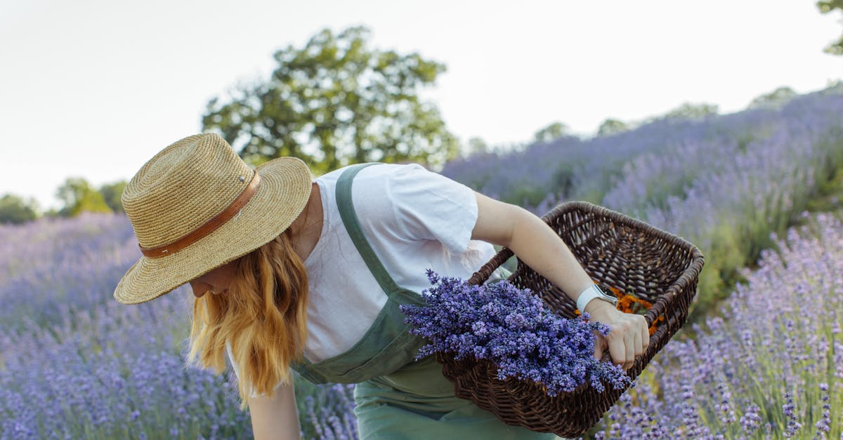 découvrez le monde fascinant des plantes aromatiques : leurs bienfaits, leurs usages en cuisine et en santé, ainsi que des conseils pour les cultiver chez vous. plongez dans l'univers des saveurs naturelles et des remèdes traditionnels.