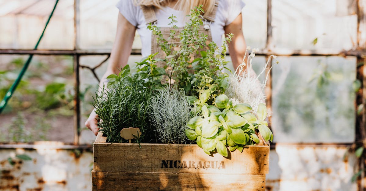 découvrez le monde fascinant des plantes aromatiques : leurs bienfaits pour la santé, leurs usages en cuisine et leurs propriétés médicinales. apprenez à cultiver ces trésors de la nature et à les intégrer dans votre quotidien pour égayer vos plats et améliorer votre bien-être.