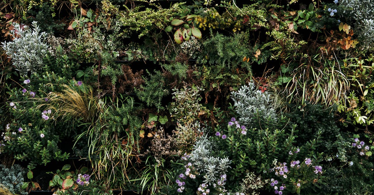 découvrez l'univers fascinant des plantes aromatiques, leurs bienfaits pour la santé, leurs usages culinaires et leurs propriétés uniques. explorez comment intégrer ces trésors de la nature dans votre quotidien pour rehausser vos plats et améliorer votre bien-être.