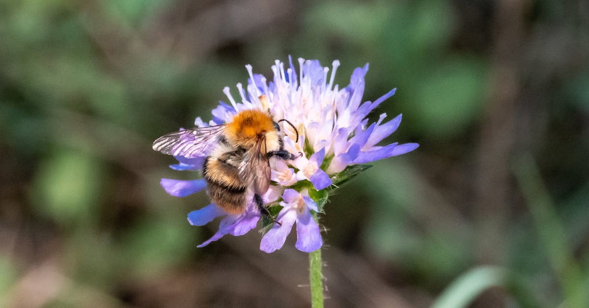 découvrez la biodiversité, son importance pour l'équilibre des écosystèmes et les défis auxquels elle fait face. apprenez comment préserver la richesse naturelle de notre planète pour les générations futures.