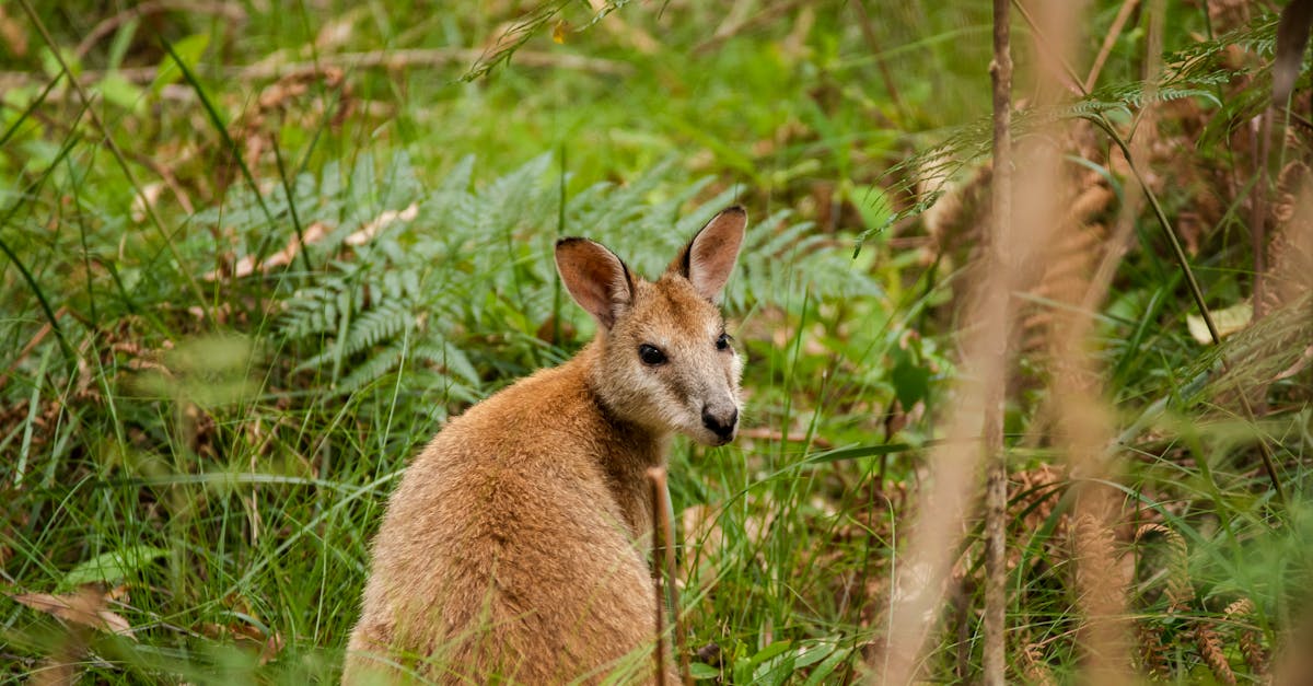 découvrez l'importance de la biodiversité et son impact sur notre planète. apprenez comment la richesse des espèces contribue à l'équilibre des écosystèmes et explorez des solutions pour préserver cette précieuse diversité naturelle.