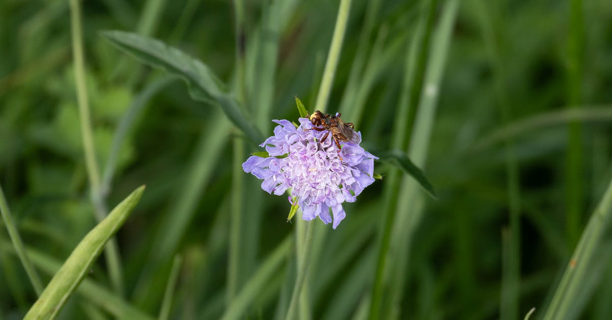 découvrez l'importance de la biodiversité pour notre planète. apprenez comment la diversité des espèces et des écosystèmes contribue à l'équilibre écologique et à notre bien-être. engagez-vous pour la protection de la nature et la préservation de notre environnement.